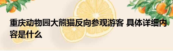 重庆动物园大熊猫反向参观游客 具体详细内容是什么